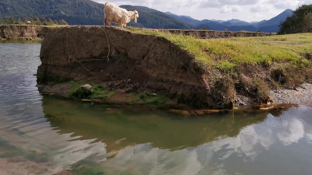 Hisaronu Orhaniye, Marmaris - Mugla / Turkey. March 23, 2020.Alone goat on cliff.