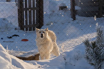 Big white dog barking in the yard surrounded by snow in winter