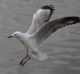 Seagull in full flight over a park lake in Melbourne Australia surrounded by lush green trees with nice blue skies