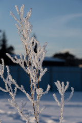 The plant 's thin twig is completely covered in ice snowflakes in winter