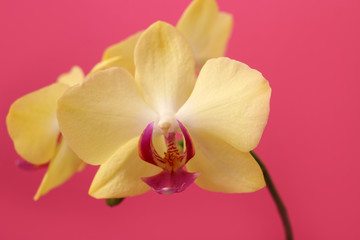 Yellow Phalaenopsis orchid flower on pink background for postcard with copy space