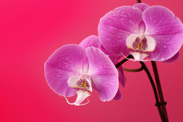 Naklejka na ściany i meble Lilac Phalaenopsis orchid flower on pink background for postcard with copy space