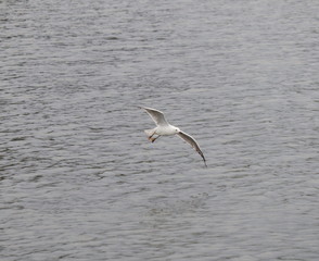 Seagull in full flight over a park lake in Melbourne Australia surrounded by lush green trees with nice blue skies