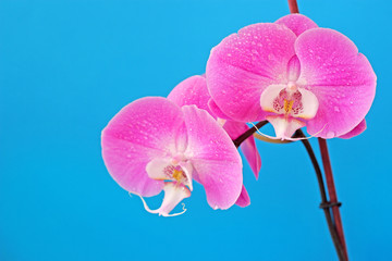 Lilac Phalaenopsis orchid flower on blue background for postcard with copy space