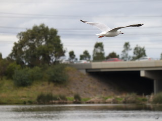 Seagull in full flight over a park lake in Melbourne Australia surrounded by lush green trees with nice blue skies