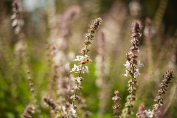Fototapeta premium Honey bee sitting on bazil flower