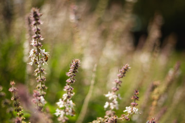 Honey bee sitting on bazil herb flower