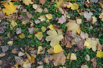 Pale yellow and brown fallen leaves on greenery from above in October