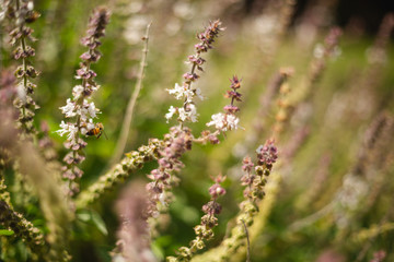 Honey bee sitting on bazil herb flower
