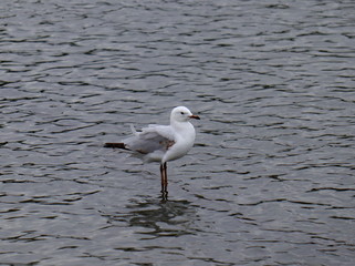 Seagull in full flight over a park lake in Melbourne Australia surrounded by lush green trees with nice blue skies