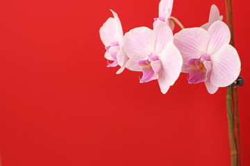 Delicate pink Phalaenopsis orchid flower on bright red background for postcard with copy space
