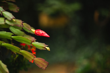 Epiphyllum cactus about to flower