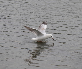 Seagull in full flight over a park lake in Melbourne Australia surrounded by lush green trees with nice blue skies