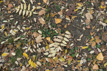 Pinnate fallen leaves on greenery from above in November