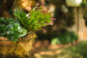 Epiphyllum cactus making flowering buds in a hanging basket