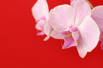 Naklejka na ściany i meble Delicate pink Phalaenopsis orchid flower on bright red background for postcard with copy space