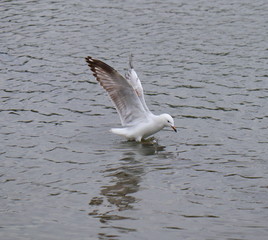 Seagull in full flight over a park lake in Melbourne Australia surrounded by lush green trees with nice blue skies