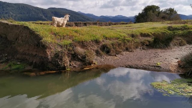 Hisaronu Orhaniye, Marmaris - Mugla / Turkey. March 23, 2020.Alone goat on cliff.