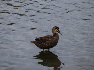 Black Pacific duck swimming in a lake at a Melbourne Park surrounded by lush green trees green lawn and nice blue skies