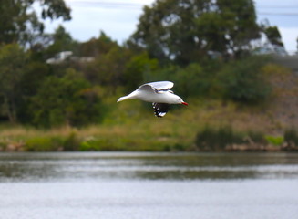 Seagull in full flight over a park lake in Melbourne Australia surrounded by lush green trees with nice blue skies