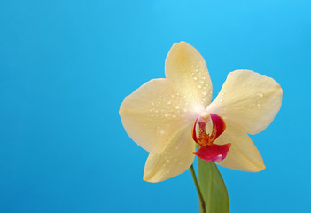 Fototapeta na wymiar Yellow Phalaenopsis orchid flower on a blue background for postcard with copy space