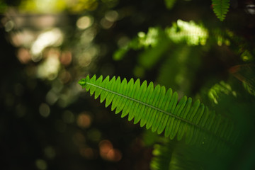 Details of a fern leave