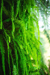Ferns growing on the bark of a palm tree