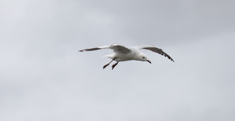 Seagull in full flight over a park lake in Melbourne Australia surrounded by lush green trees with nice blue skies