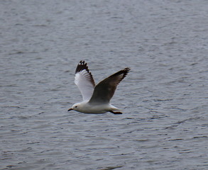 Seagull in full flight over a park lake in Melbourne Australia surrounded by lush green trees with nice blue skies