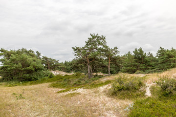 pine tree stands on a reed meadow on the German North Sea coast