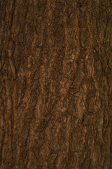 Tree bark texture