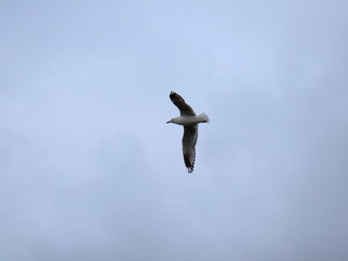 Seagull in full flight over a park lake in Melbourne Australia surrounded by lush green trees with nice blue skies