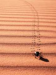 Insect in the dunes