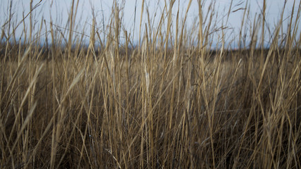 Dry plants background. Steppe landscape. Nature background.