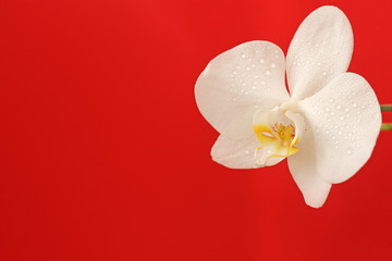 Beautiful white Phalaenopsis orchid flower on a bright red background for postcard with copy space