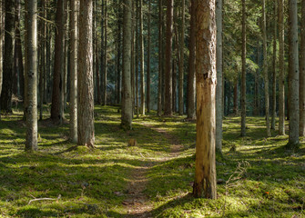 Pine forest in Baltic states. Trail in a sunny pine forest. Beautiful green moss on the floor. Beautiful background of moss for wallpaper. Nature Landscape with fresh air. Latvia. - 332881723