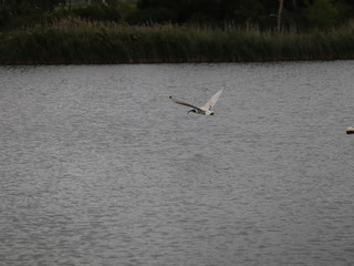 Ibis Bird in full flight over a lake in Melbourne Park surrounded by lush green trees green lawn and nice blue skies