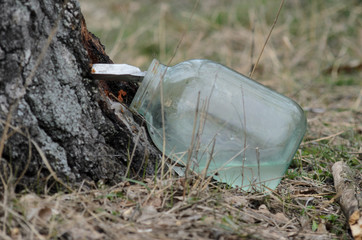 Birch sap is dripping in a jar in the spring in the forest to extract juice.