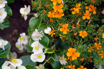 yellow and white flowers in the garden