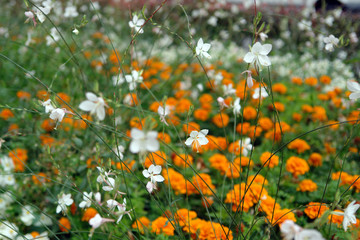 field of yellow and white flowers