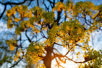 Ahorn Baum Ast Blüten blühen gelb grün Natur Frühling Farben Sonne Abendlicht warm Details Nektar Insekten Tracht Schwerte Ruhr Westfalen Villigst Park Makro Baumbestand Hoffnung Zukunft Nahaufnahme 