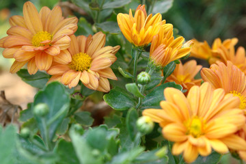 orange flowers in the garden