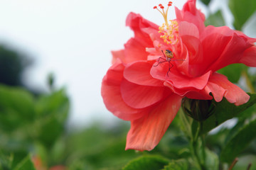 red hibiscus flower