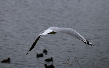 Seagull in full flight over a park lake in Melbourne Australia surrounded by lush green trees with nice blue skies