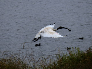 Ibis Bird in full flight over a lake in Melbourne Park surrounded by lush green trees green lawn and nice blue skies