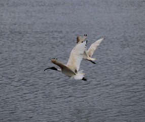 Ibis Bird in full flight over a lake in Melbourne Park surrounded by lush green trees green lawn and nice blue skies