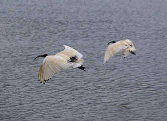 Ibis Bird in full flight over a lake in Melbourne Park surrounded by lush green trees green lawn and nice blue skies