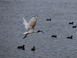 Ibis Bird in full flight over a lake in Melbourne Park surrounded by lush green trees green lawn and nice blue skies