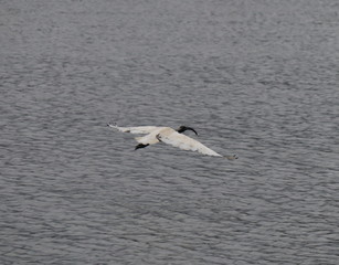 Ibis Bird in full flight over a lake in Melbourne Park surrounded by lush green trees green lawn and nice blue skies