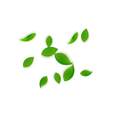 Naklejka premium Falling green leaves. Fresh tea neat leaves flying